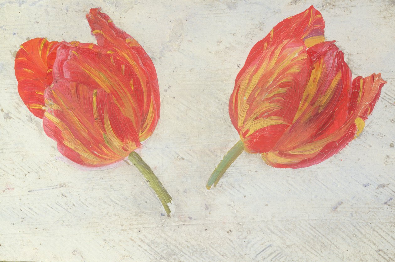 Études de tulipes, vers 1830 - Dutch School