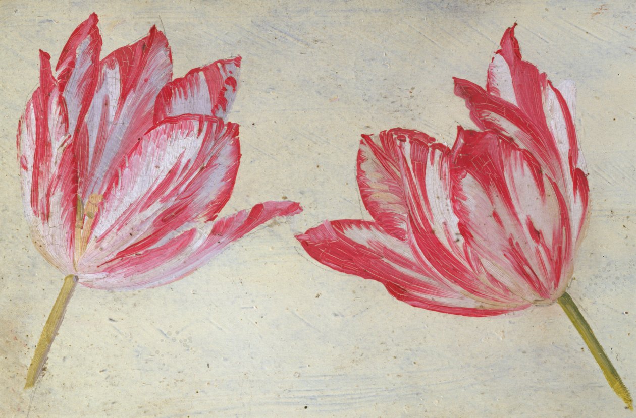 Études de tulipes, vers 1830 - Dutch School