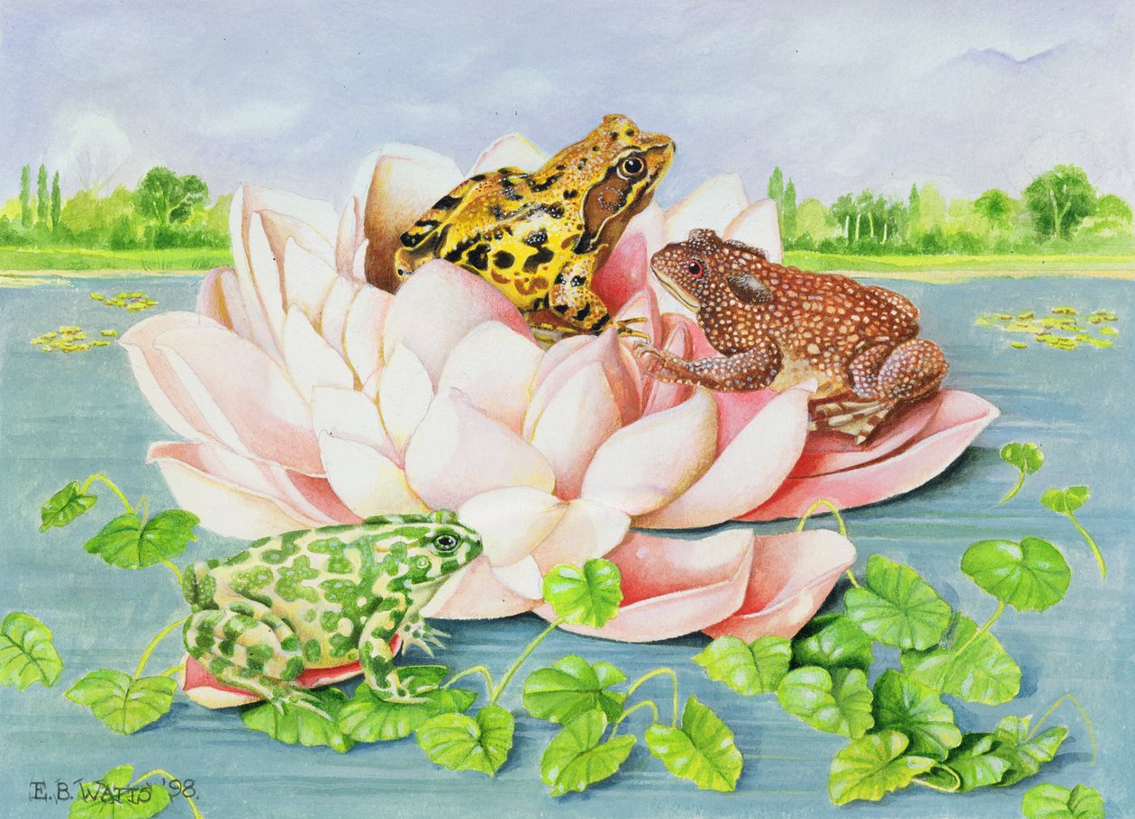 Nénuphar, 1998 - E.B. Watts