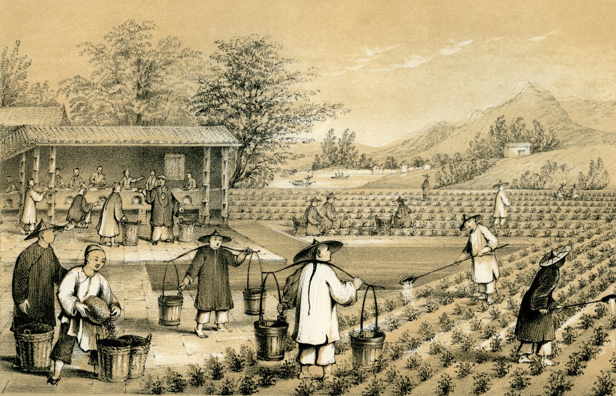 Culture et préparation du thé, Chine, 1847 - E Gilks