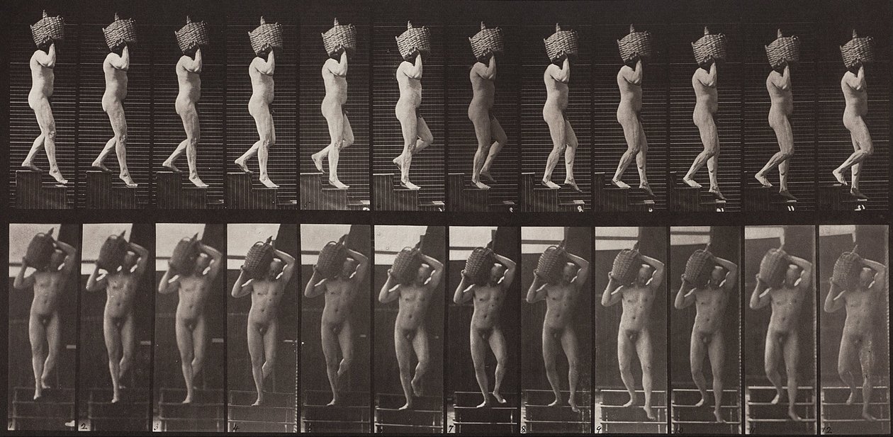 Locomotion animale, planche 136 - Eadweard Muybridge