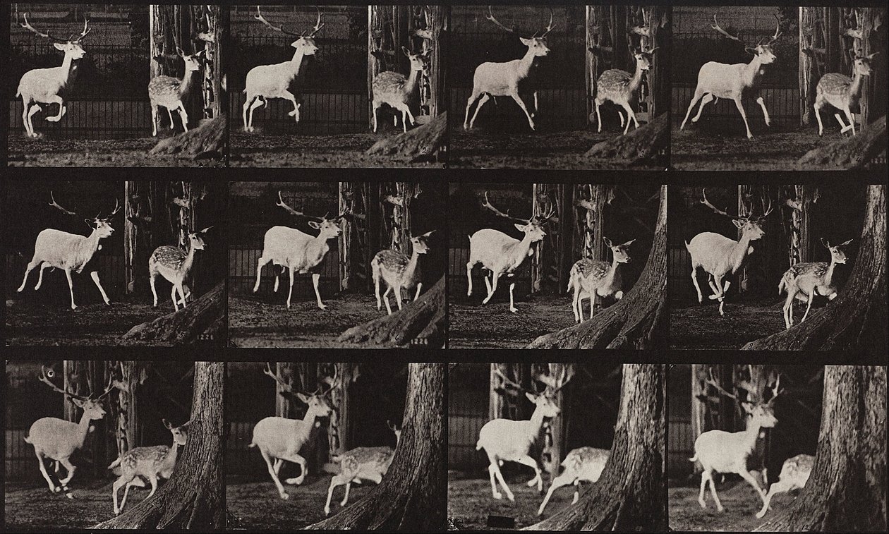 Locomotion animale, Planche 686 - Eadweard Muybridge