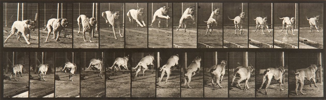 Locomotion animale, planche 712 - Eadweard Muybridge