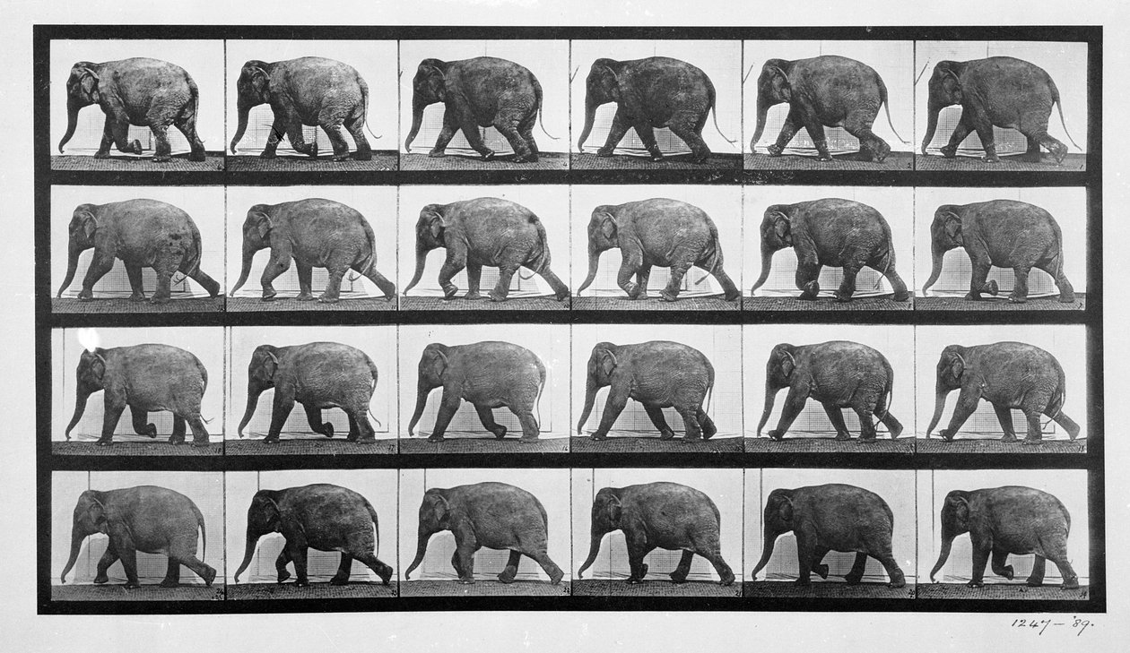 Éléphant marchant, planche 733 de 