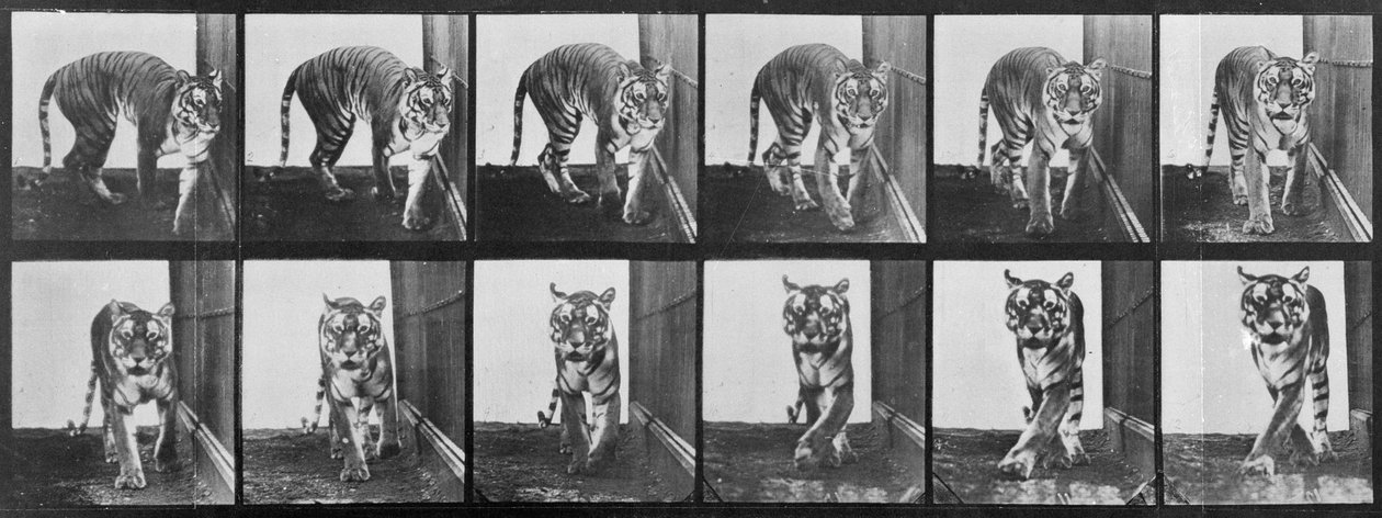 Tigre en marche, de 