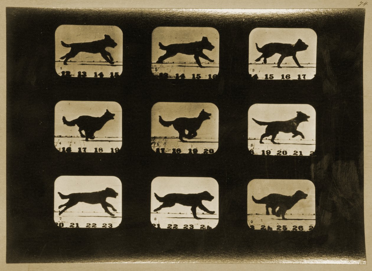 Chiens courant, de la série 