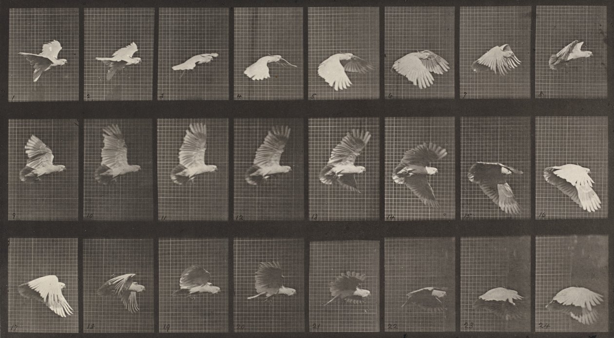 Planche numéro 758. Cacatoès en vol, 1887 - Eadweard Muybridge