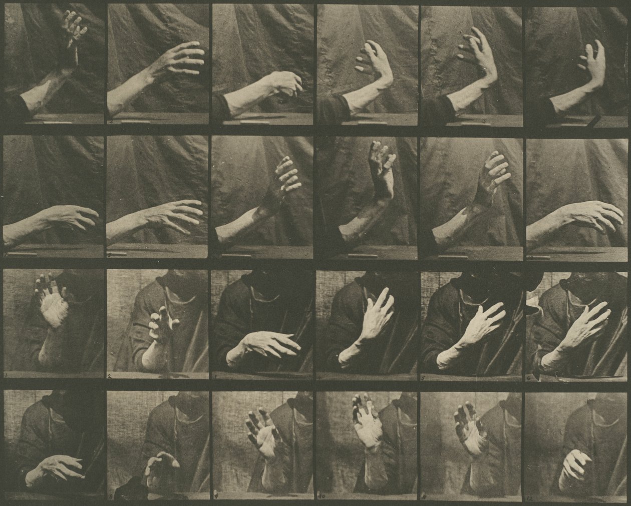 Locomotion animale, planche 535 - Eadweard Muybridge