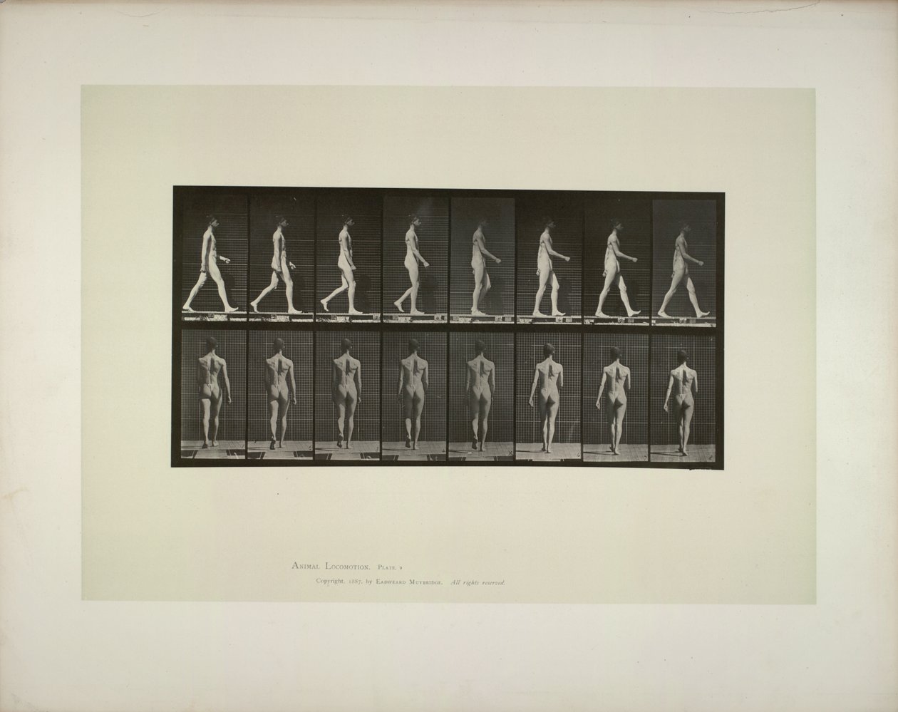 Locomotion animale: pelvis mâles tissu, 1887. - Eadweard Muybridge