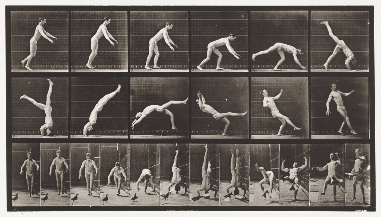 Planche 365. Tête de ressort, un pigeon volant interférant - Eadweard Muybridge