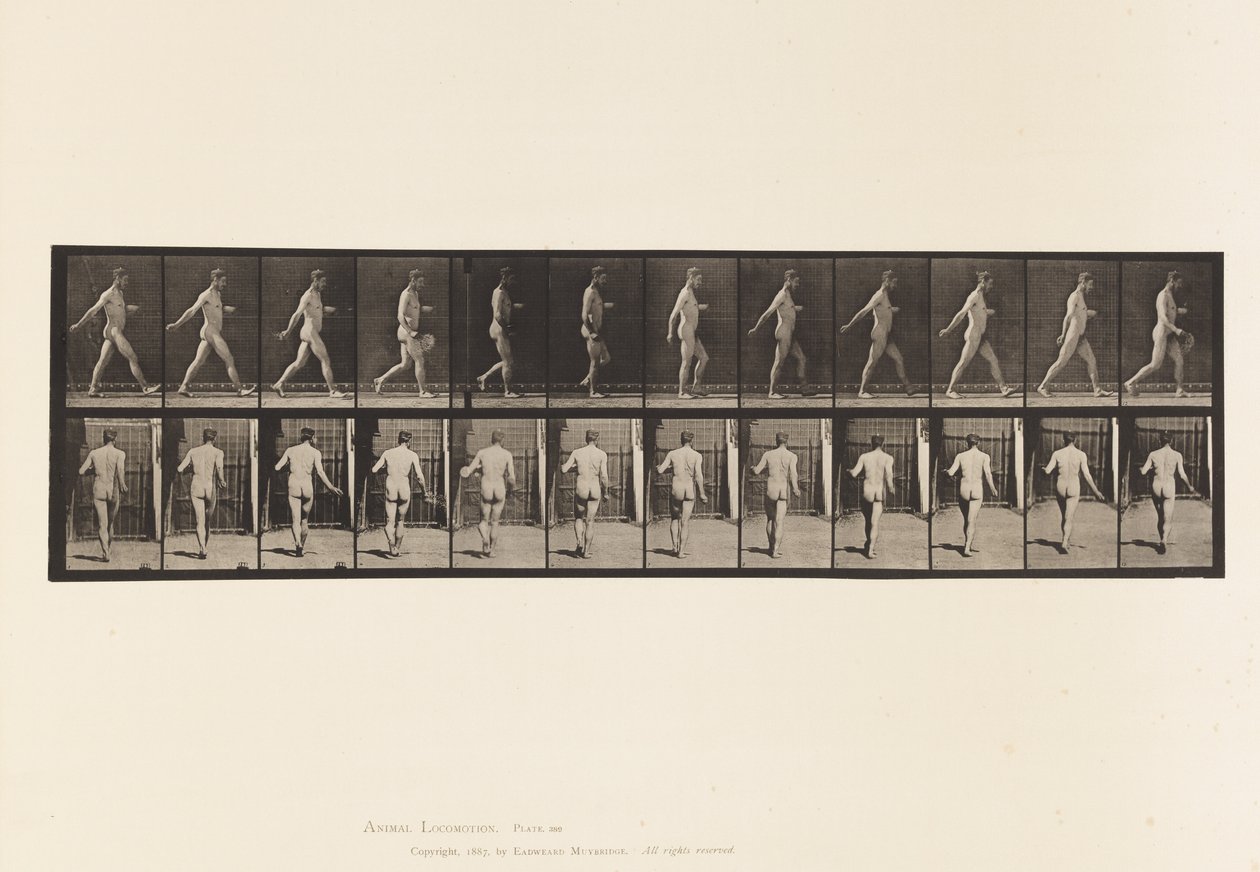 Planche 389. Fermier, semant des graines, 1872-1885 - Eadweard Muybridge