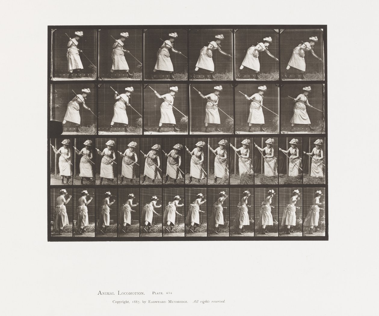 Râteler le foin - Eadweard Muybridge