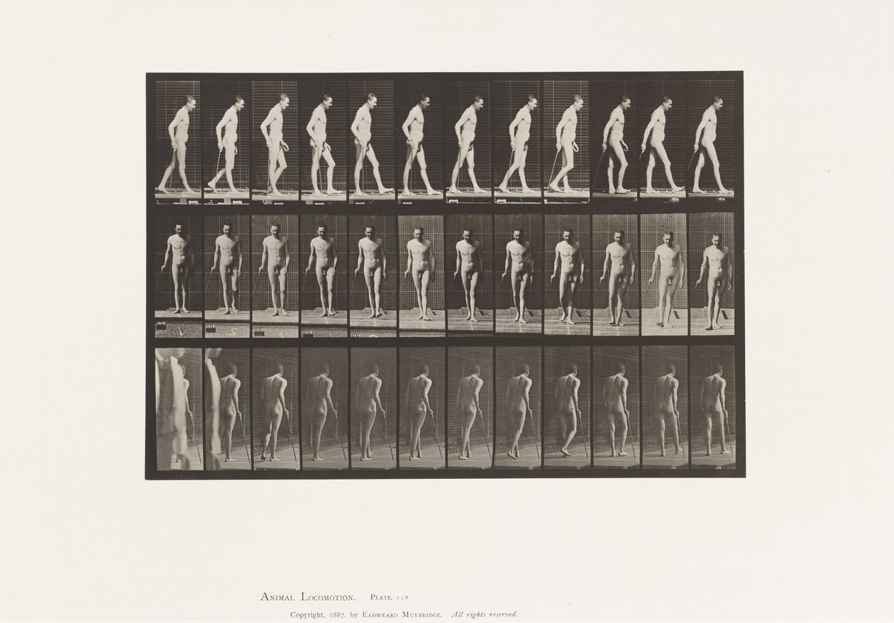 Planche 559. Sclérose en plaques; Marchant avec une canne - Eadweard Muybridge