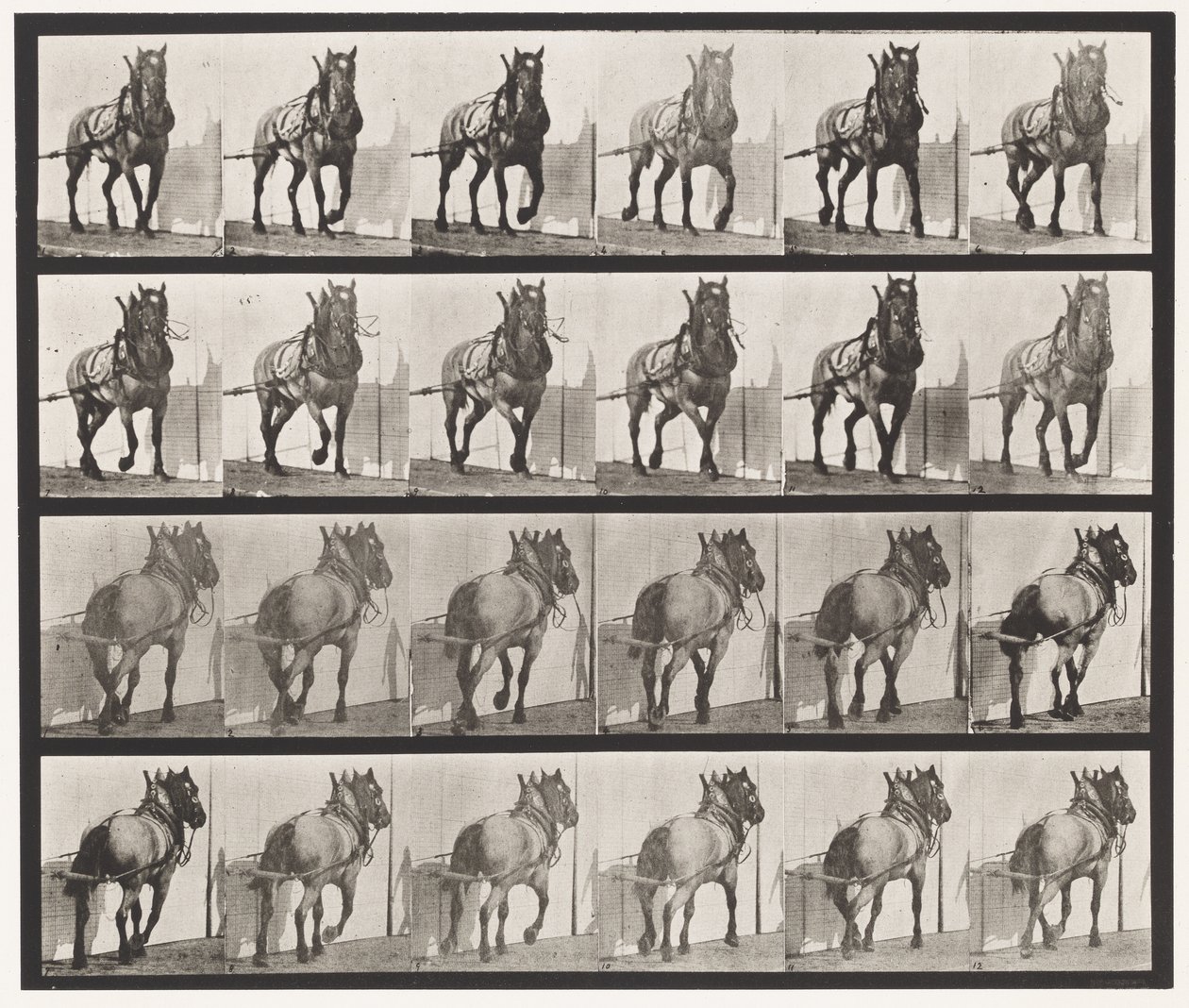 Planche 568. Traction; Cheval Belge Gris Foncé Billy - Eadweard Muybridge
