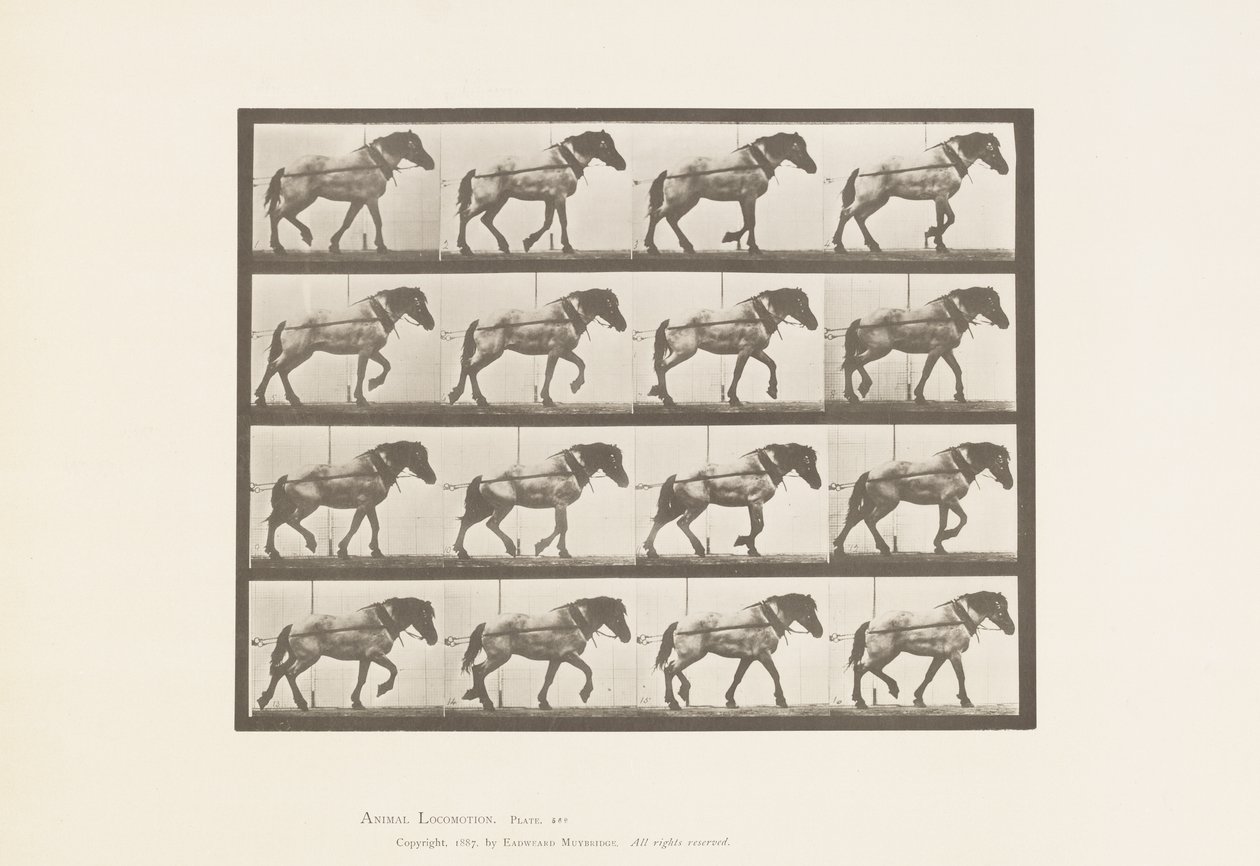 Traction; Cheval belge gris foncé Hansel, 1885 - Eadweard Muybridge