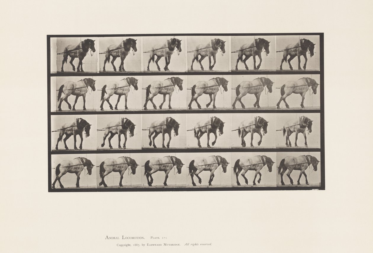 Planche 570. Tirer; Cheval belge gris foncé Hansel - Eadweard Muybridge