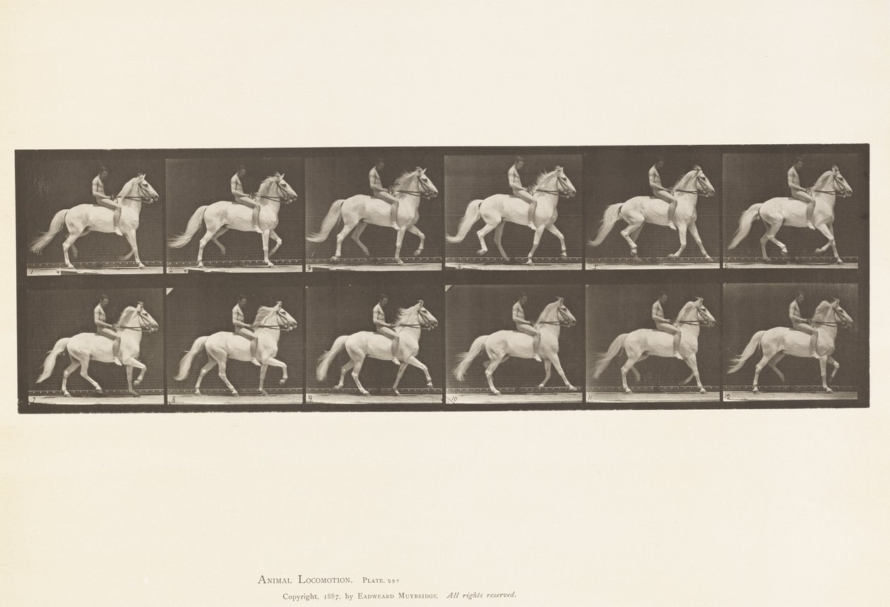 Planche 590. Amble - Eadweard Muybridge