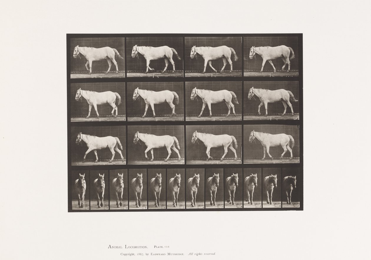 Planche 656. Marche libre; Ossification du cartilage - Eadweard Muybridge