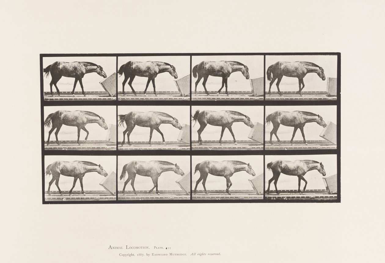 Planche 657. Rouler une boîte; Poney, Lotta - Eadweard Muybridge