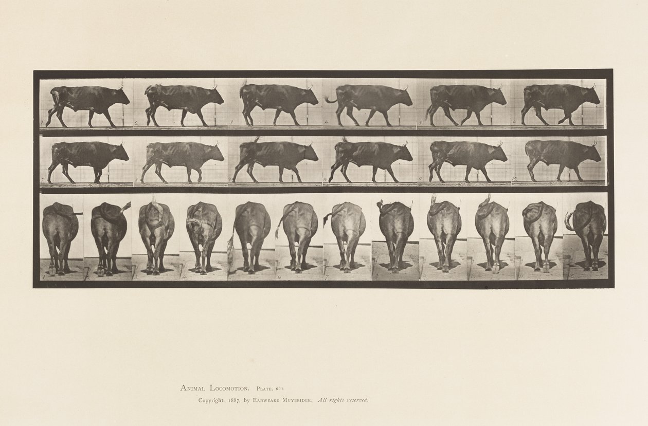 Planche 671. Bœuf; Marchant - Eadweard Muybridge