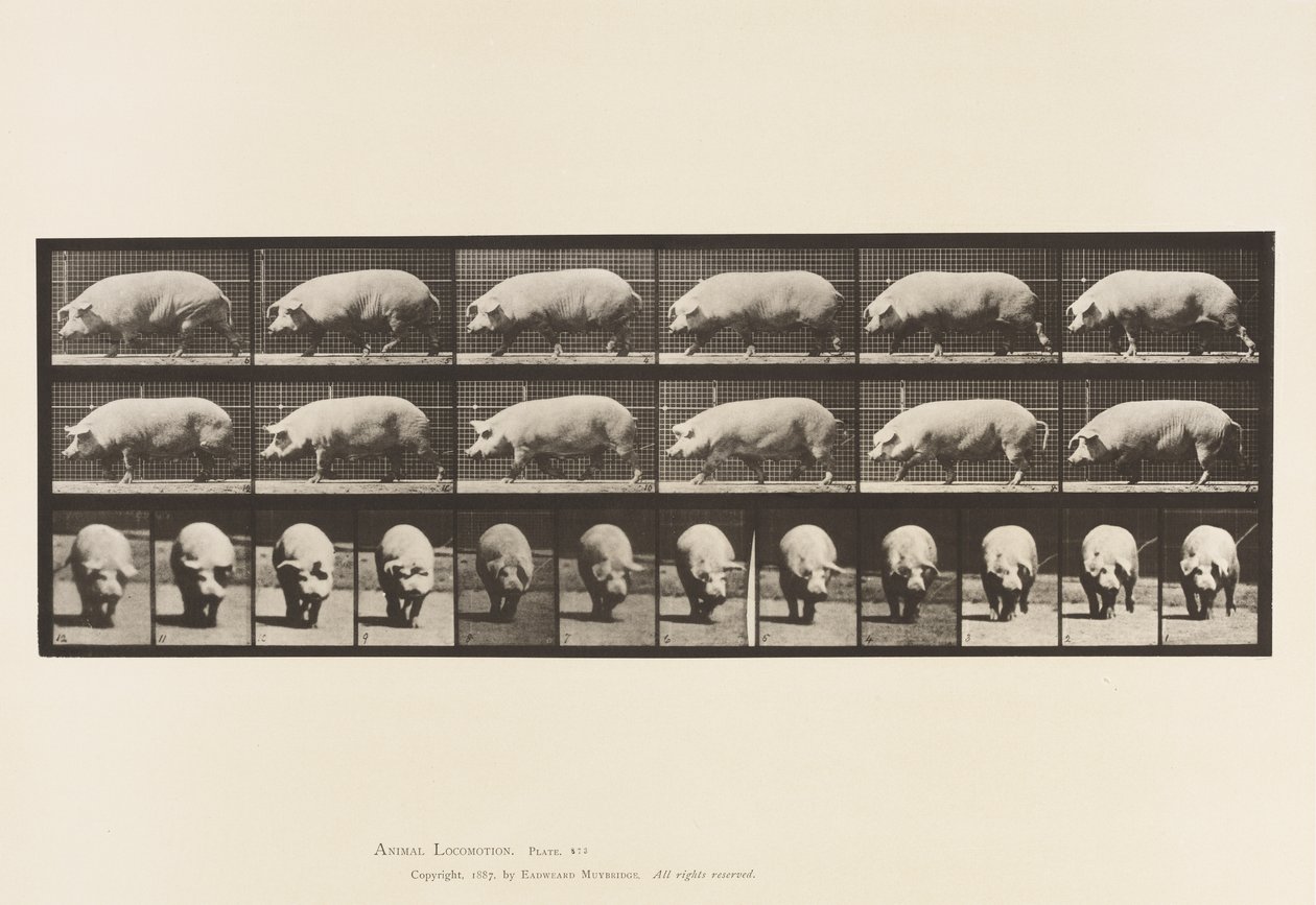Truie; marchant - Eadweard Muybridge