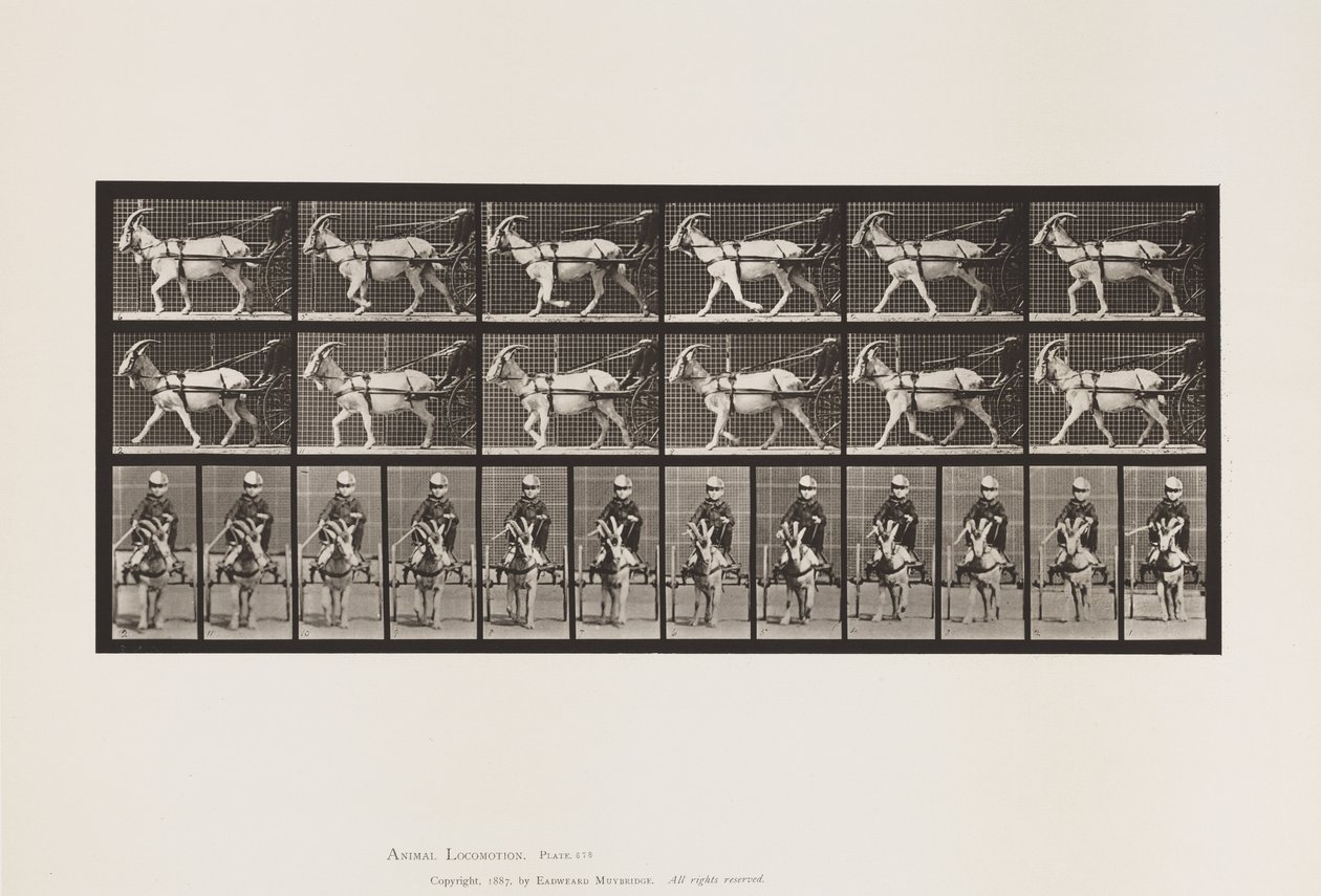 Planche 678. Chèvre; Trottant, en Sulky - Eadweard Muybridge