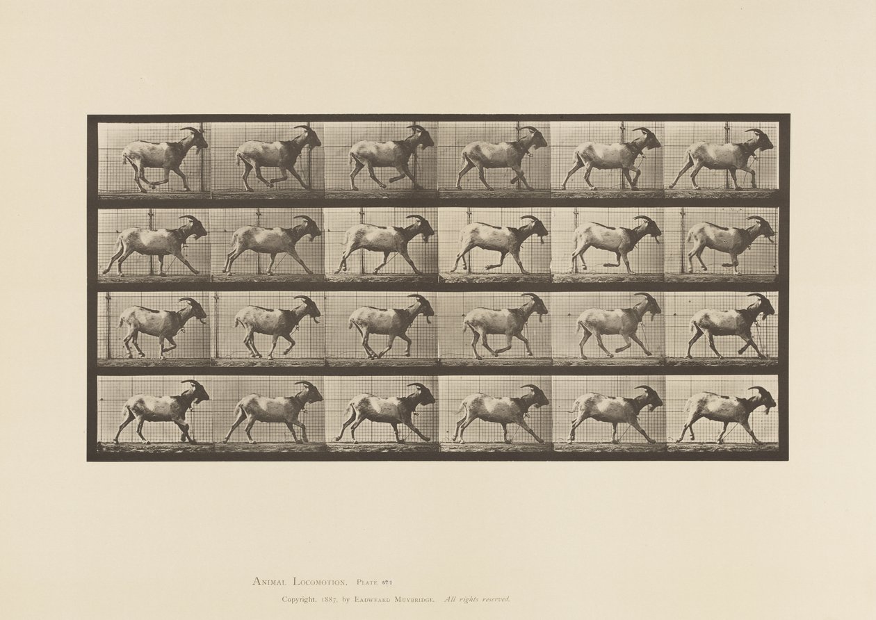 Planche 679. Chèvre; Galopant - Eadweard Muybridge