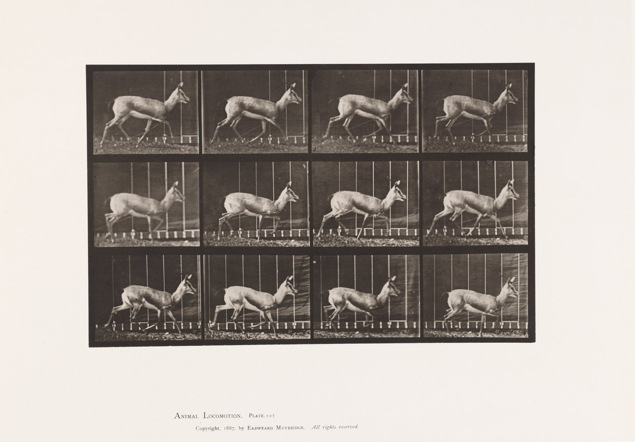 Planche 697. Antilope; Trottant - Eadweard Muybridge