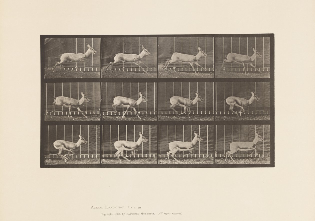 Planche 698. Antilope; Galopant - Eadweard Muybridge