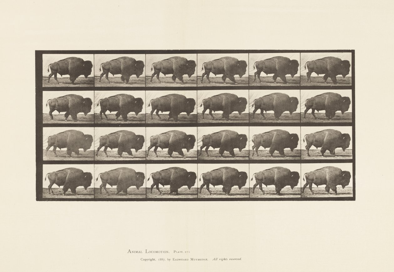 Buffle; marchant - Eadweard Muybridge