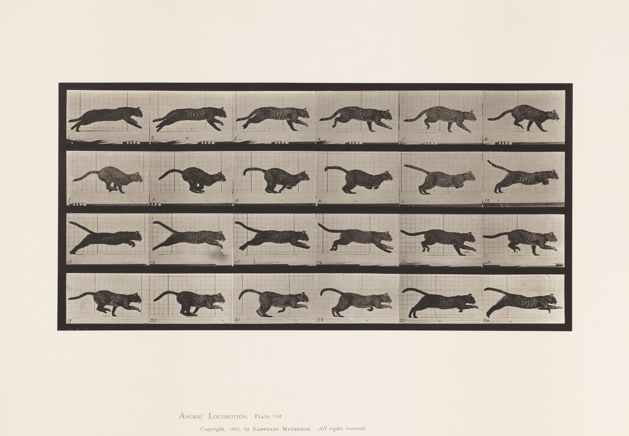 Planche 720. Chat; Galopant - Eadweard Muybridge