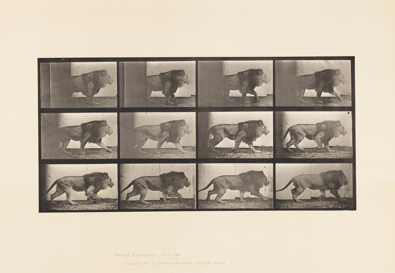 Planche 722. Lion; Marchant - Eadweard Muybridge