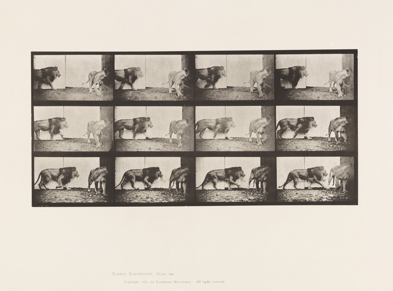 Planche 726. Lion et lionne ; Marchant - Eadweard Muybridge