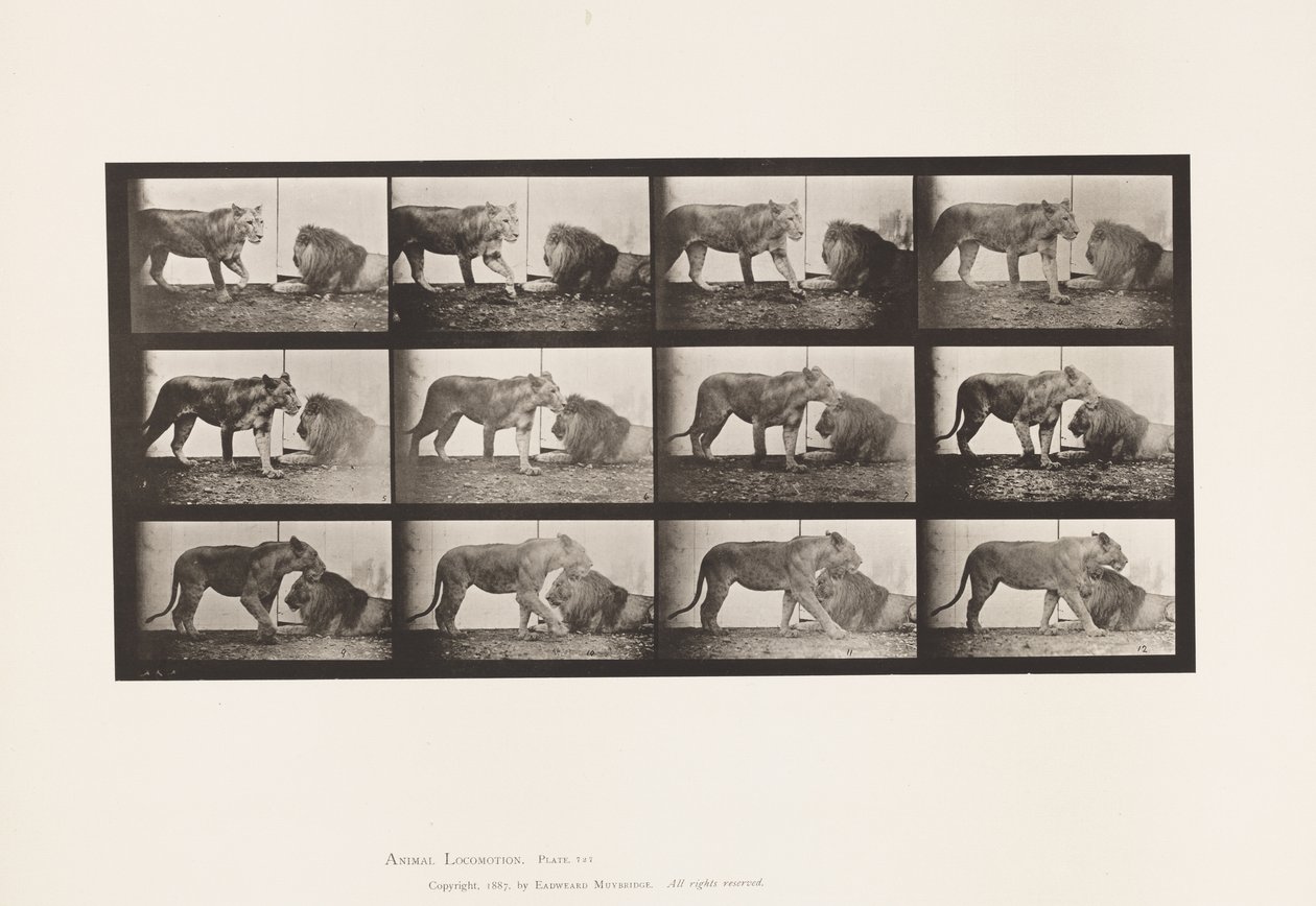 Planche 727. Lionne ; Marchant ; Lion ; Allongé - Eadweard Muybridge