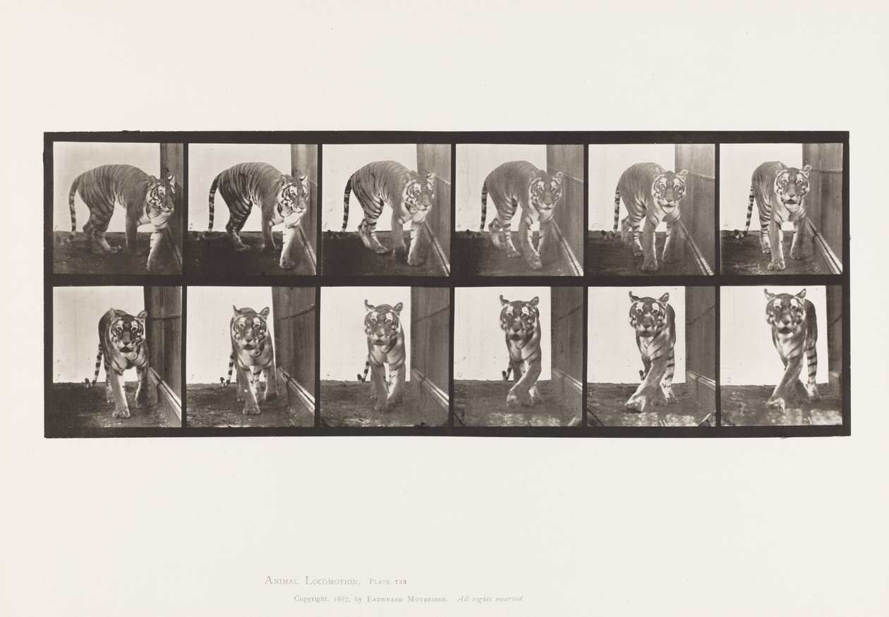 Tigresse; marchant; se retournant - Eadweard Muybridge