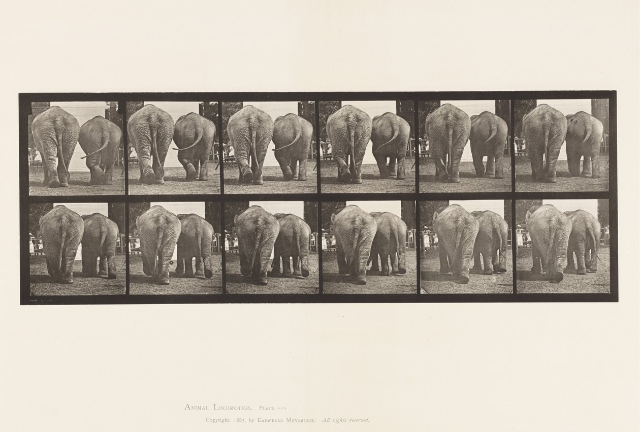 Planche 735. Éléphants ; Deux, marchant - Eadweard Muybridge
