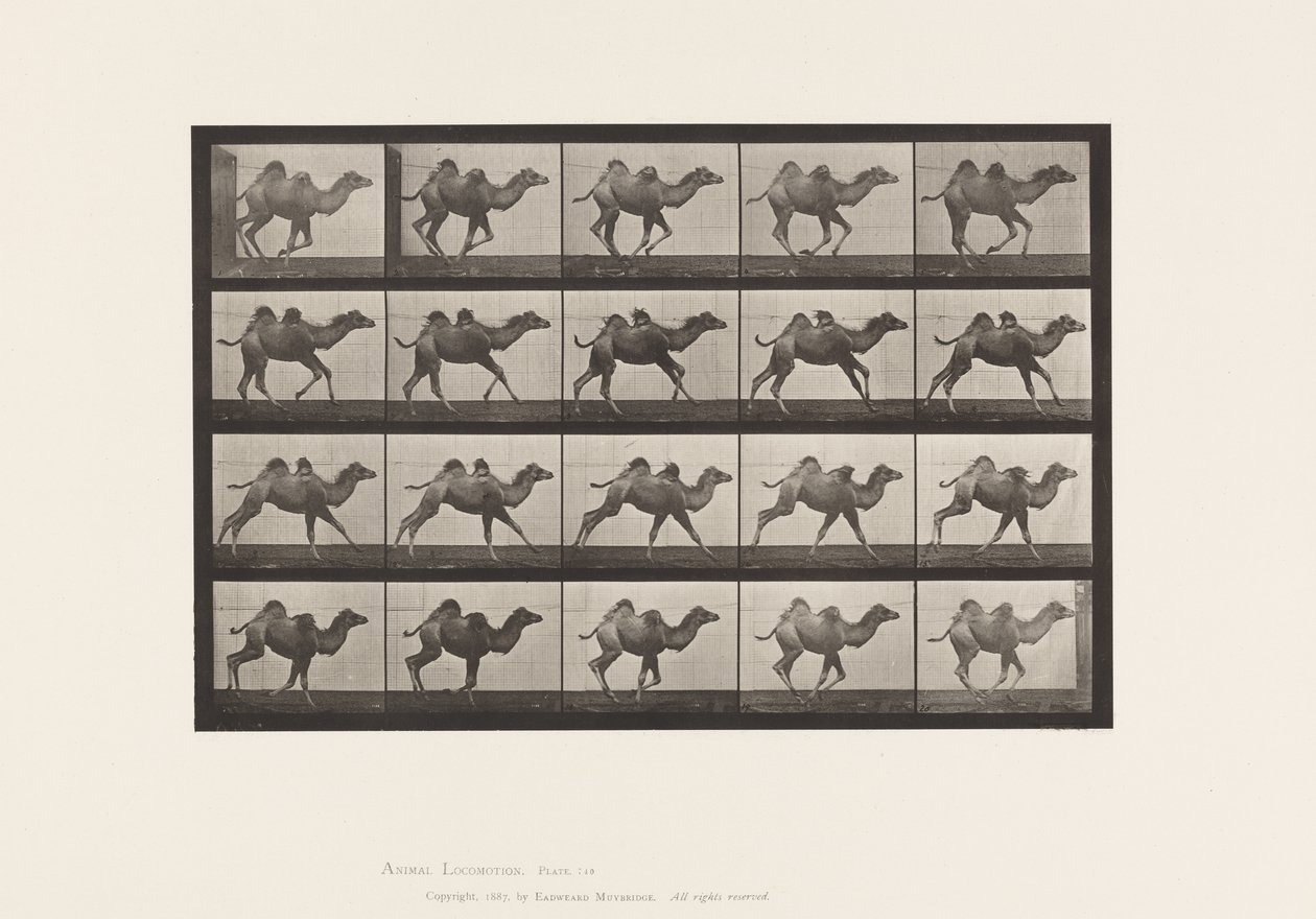 Chameau de Bactriane; (jeune), galopant - Eadweard Muybridge