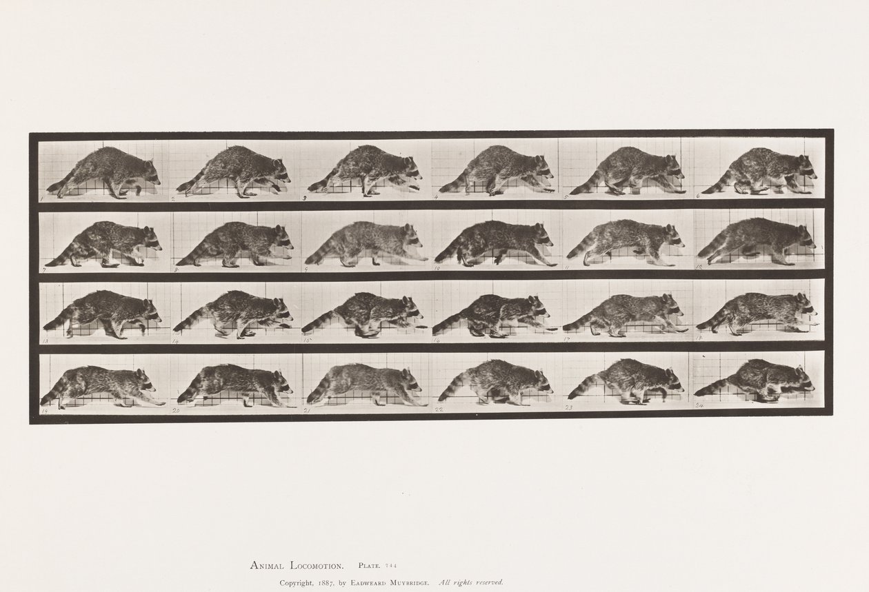 Planche 744. Raton Laveur; Marchant; Changeant en Galopant - Eadweard Muybridge
