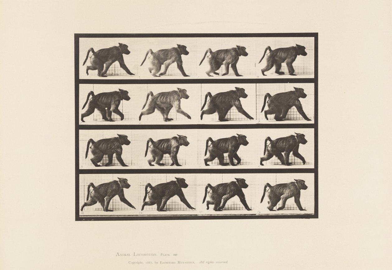 Planche 747. Babouin ; Marchant à quatre pattes - Eadweard Muybridge