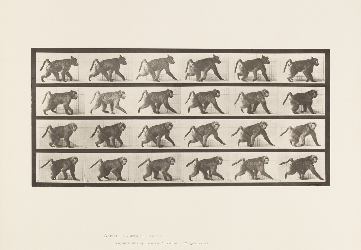 Planche 748. Babouin; Marchant à quatre pattes - Eadweard Muybridge