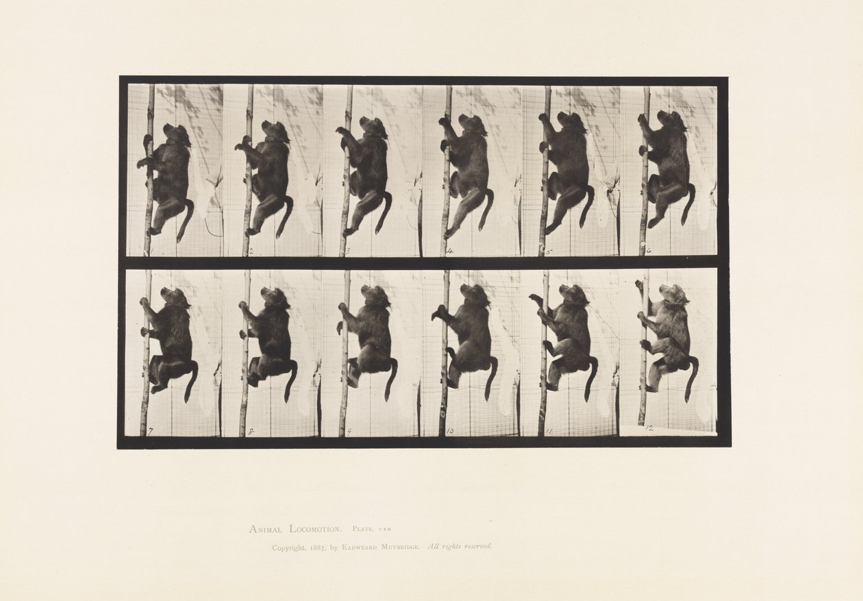 Planche 749. Babouin ; Grimpant à un poteau - Eadweard Muybridge