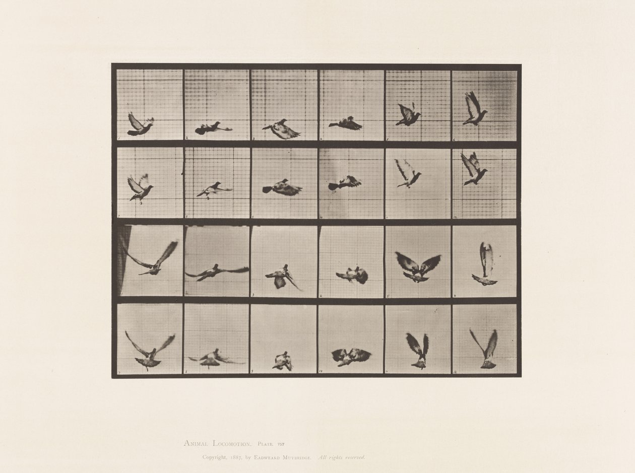 Planche 757. Pigeon ; Volant - Eadweard Muybridge