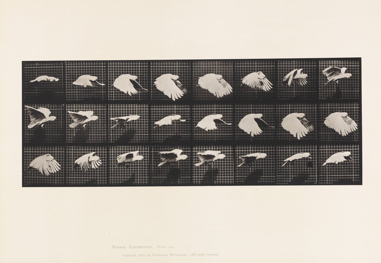 Planche 759. Cacatoès; Vol - Eadweard Muybridge
