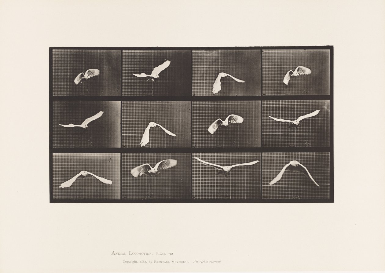 Planche 762. Cacatoès ; Volant - Eadweard Muybridge