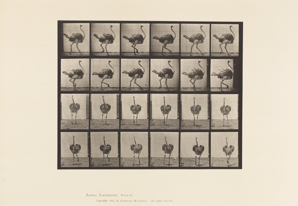 Planche 772. Autruche; Marchant - Eadweard Muybridge
