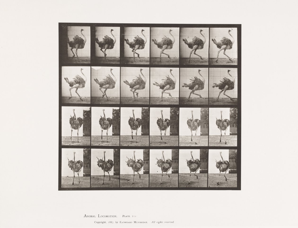 Planche 773. Autruche; Courant - Eadweard Muybridge