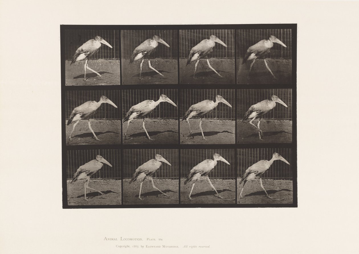 Planche 774. Adjudant; Marchant - Eadweard Muybridge