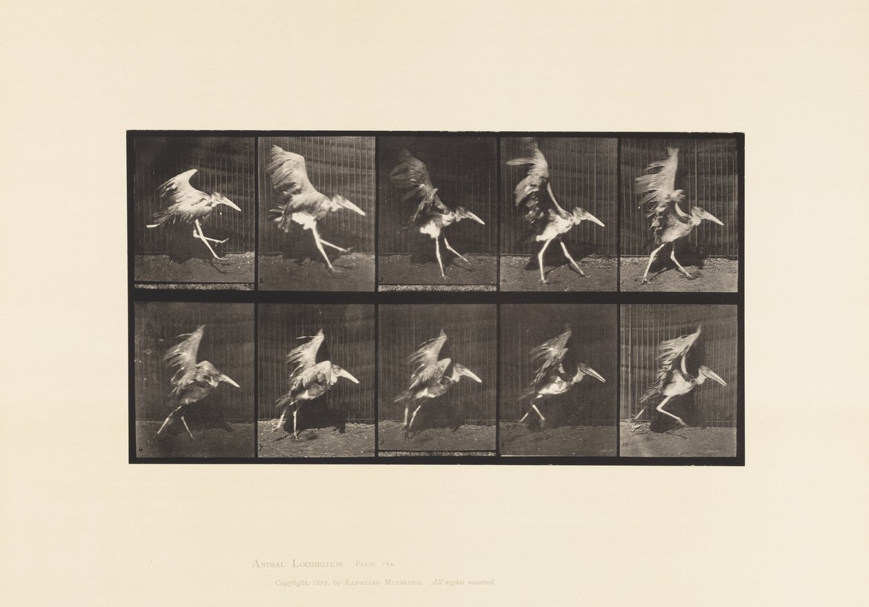 Planche 775. Adjudant; Vol en course - Eadweard Muybridge