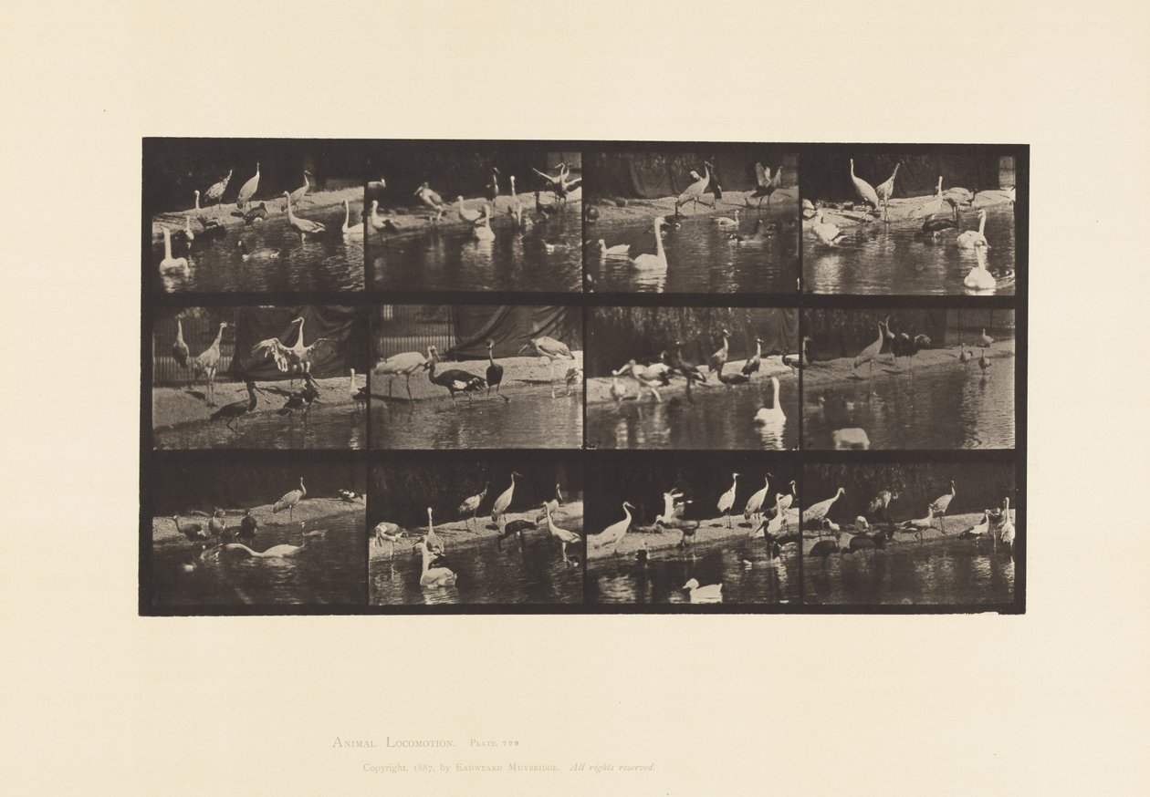 Planche 779. Cigognes ; Cygnes, etc. - Eadweard Muybridge