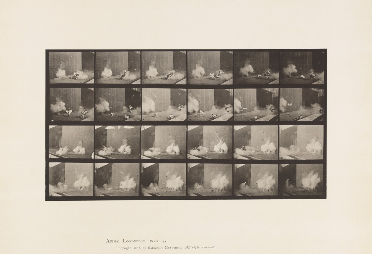 Planche 781. Poulets; Effrayés par une torpille - Eadweard Muybridge